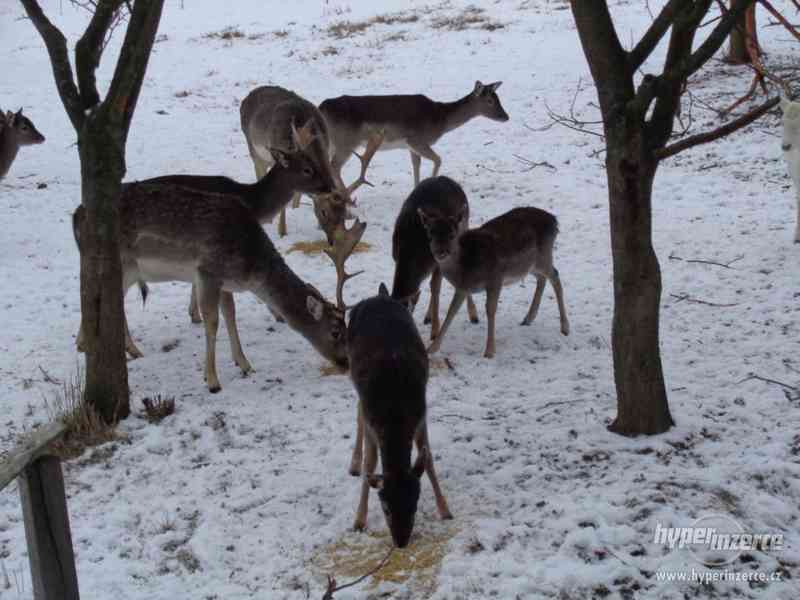 Dančí zvěř, daňek skvrnitý - foto 3