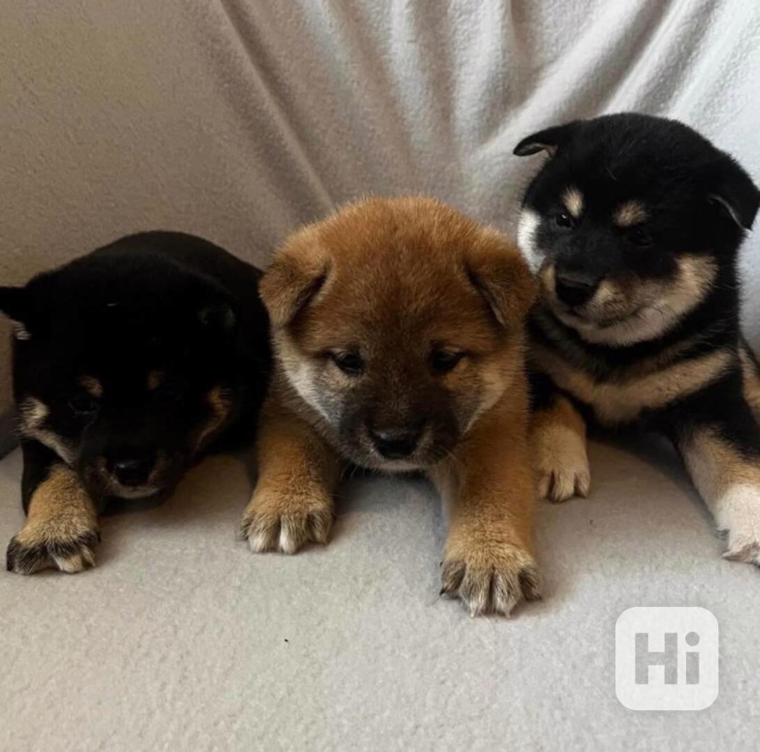Štěňata Shiba Inu - foto 1