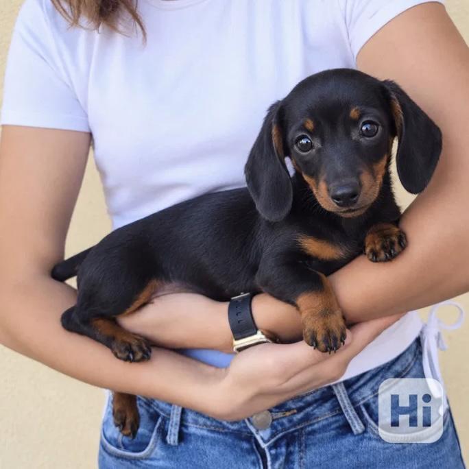 Jezevčík hladkosrstý trpasličí bez PP  - foto 1