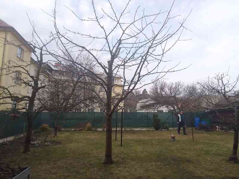 Výchovný a prosvětlovací řez peckovin - foto 3