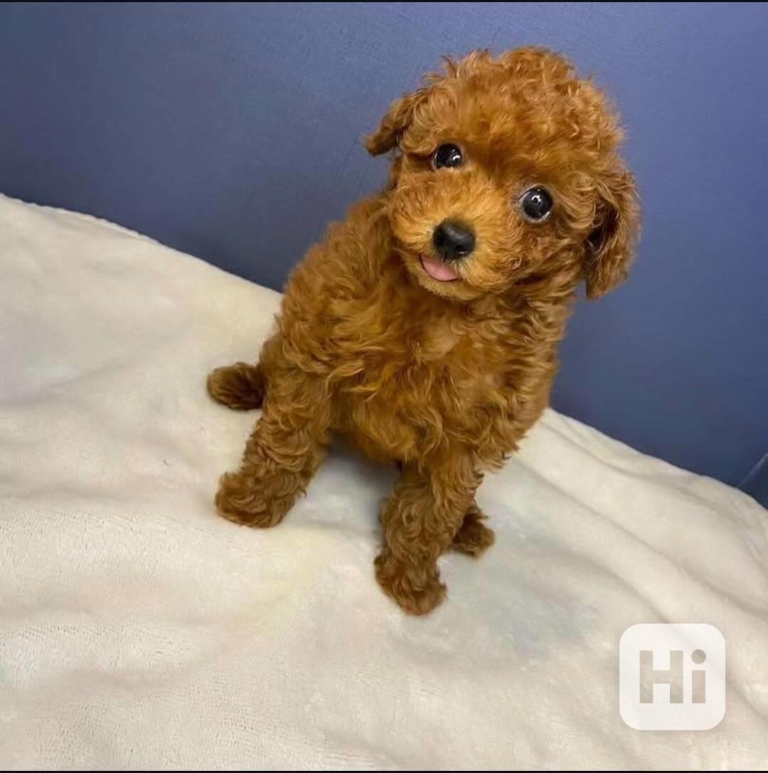 Štěňata pudlů k dispozici k adopci.  - foto 1