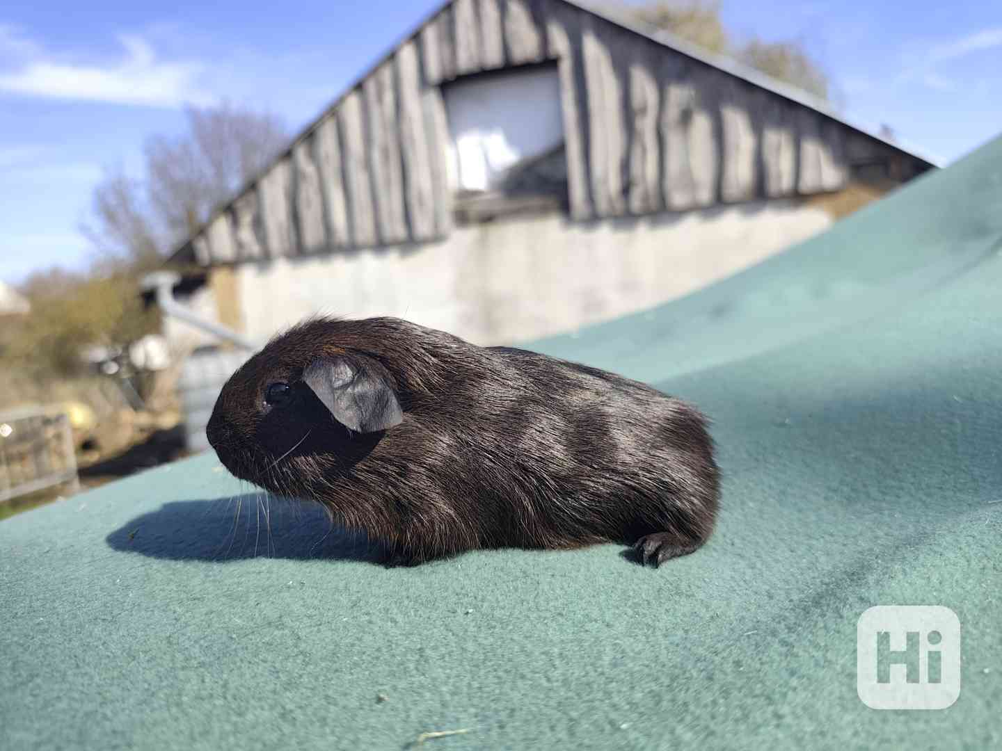 Morče s PP, anglický crested a hladké v barvě aguti - foto 1