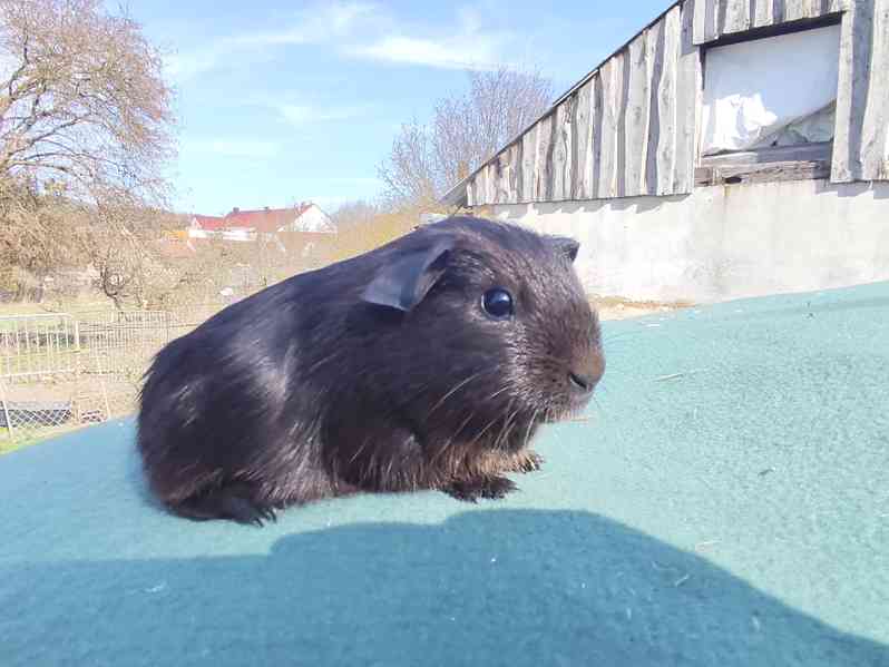 Morče s PP, anglický crested a hladké v barvě aguti - foto 2