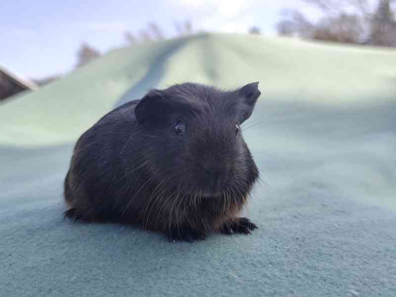 Morče s PP, anglický crested a hladké v barvě aguti - foto 8