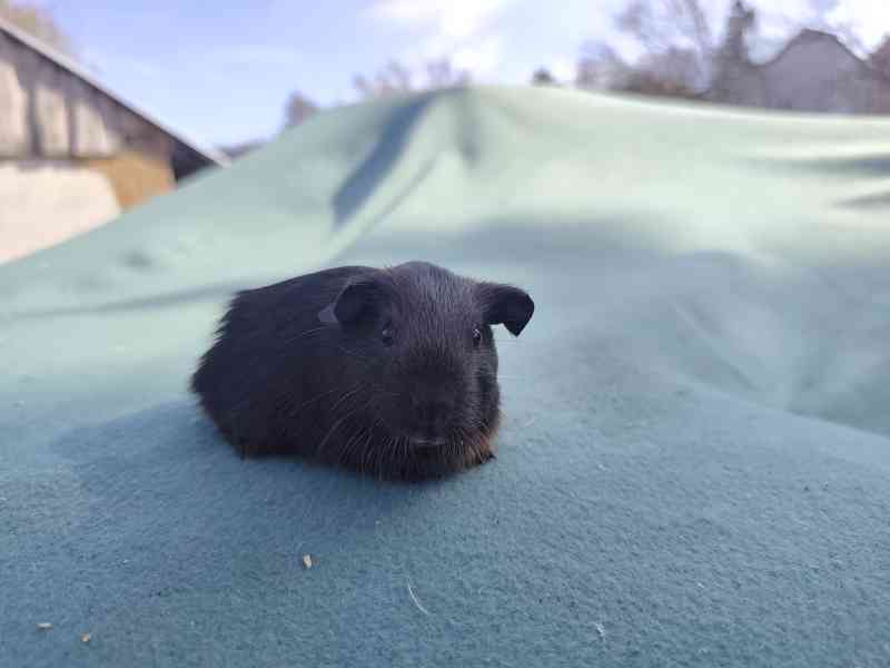 Morče s PP, anglický crested a hladké v barvě aguti - foto 6