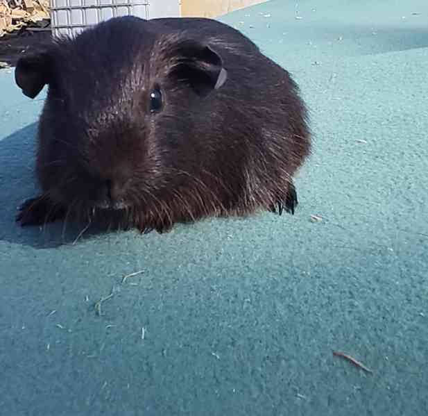 Morče s PP, anglický crested a hladké v barvě aguti - foto 4