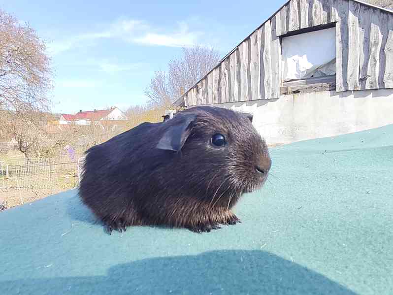 Morče s PP, anglický crested a hladké v barvě aguti - foto 3