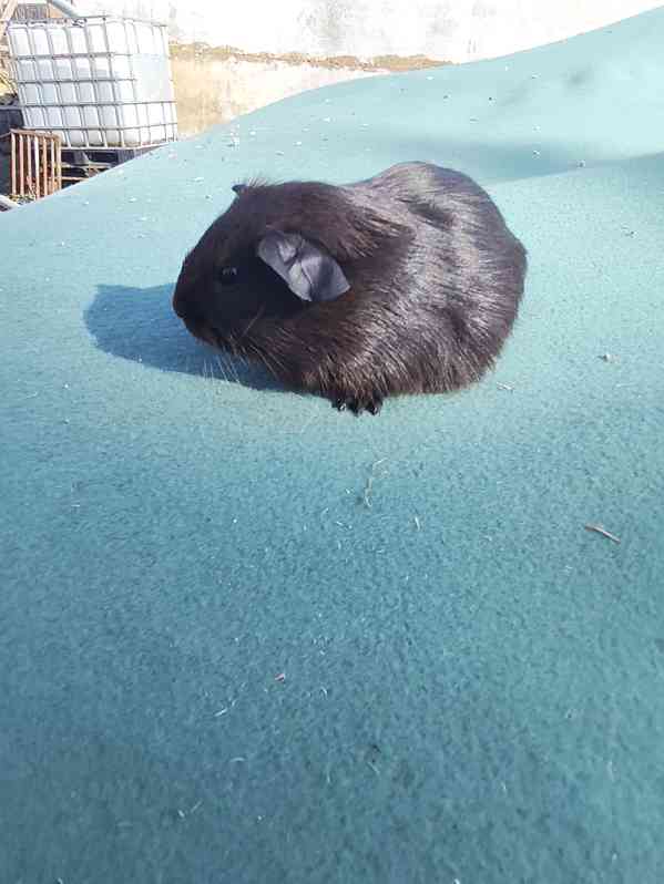 Morče s PP, anglický crested a hladké v barvě aguti - foto 5