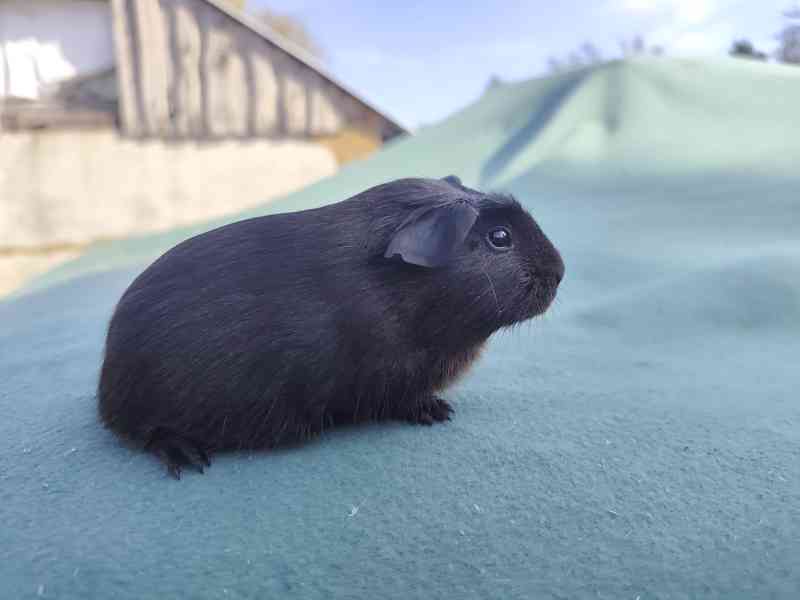 Morče s PP, anglický crested a hladké v barvě aguti - foto 7