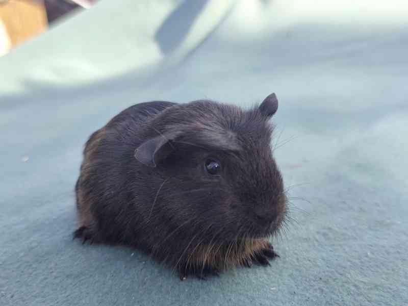 Morče s PP, anglický crested a hladké v barvě aguti - foto 9