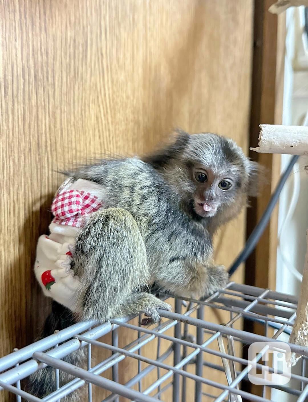 K dispozici krásné opice kosmany - foto 1