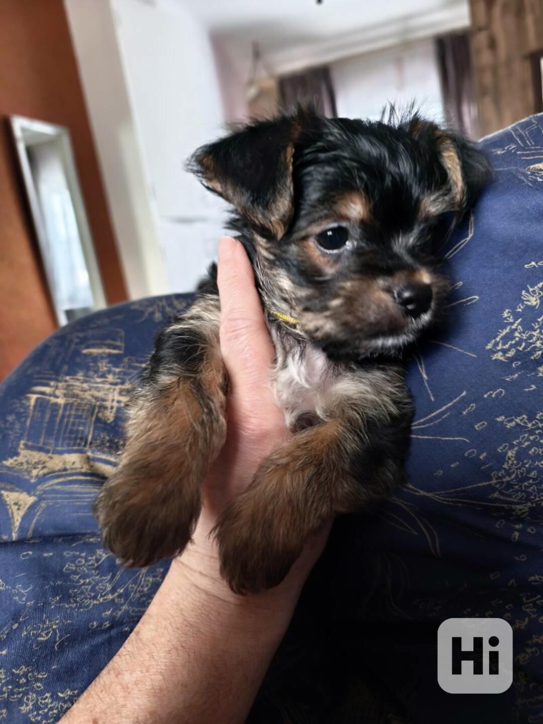 Tea cup yorkie for sale - foto 1