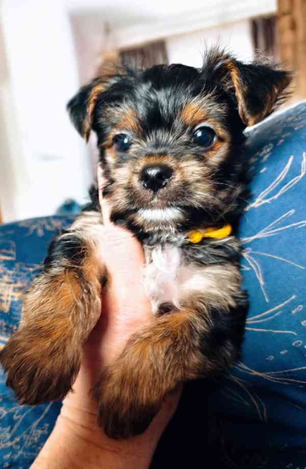 Tea cup yorkie for sale - foto 2