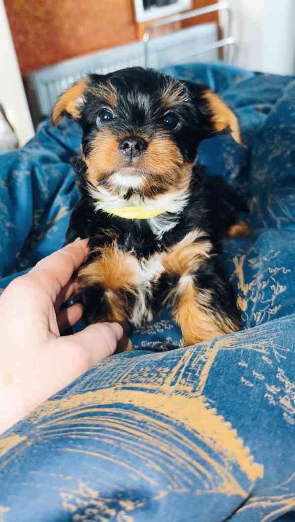 Tea cup yorkie for sale - foto 3