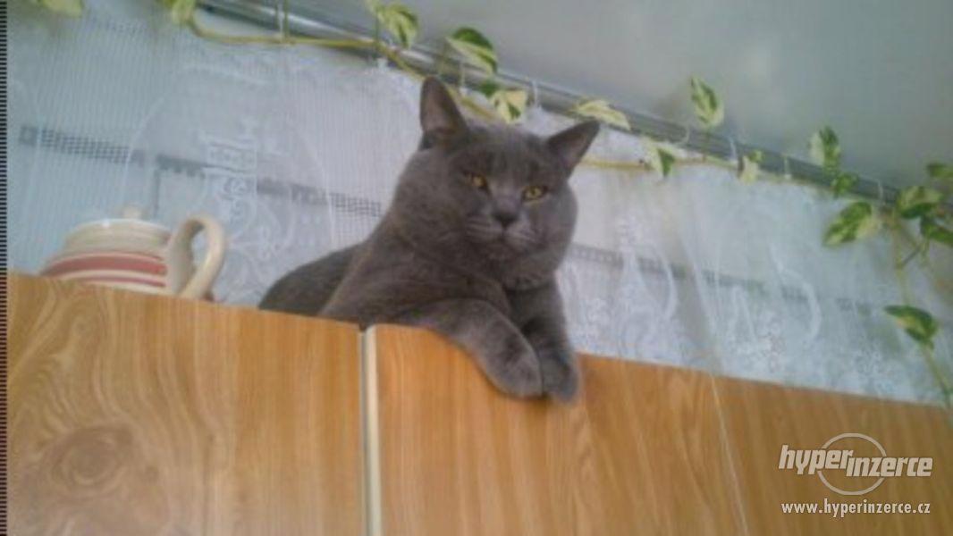 Krytí britským modrým kocourem - foto 5