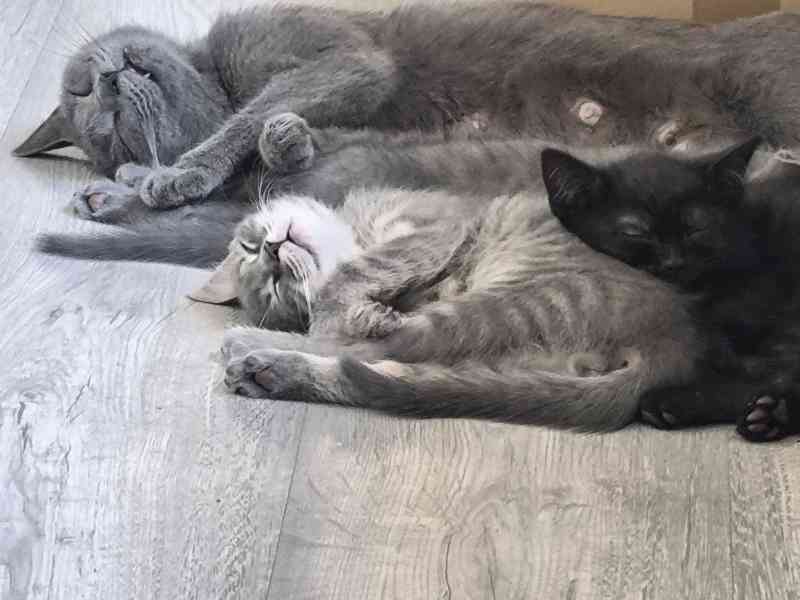 Čistokrevné Britské modro stříbrné whiskas koťátko  - foto 6