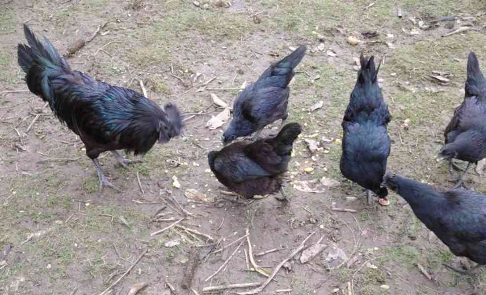 Ayam cemani  - foto 1