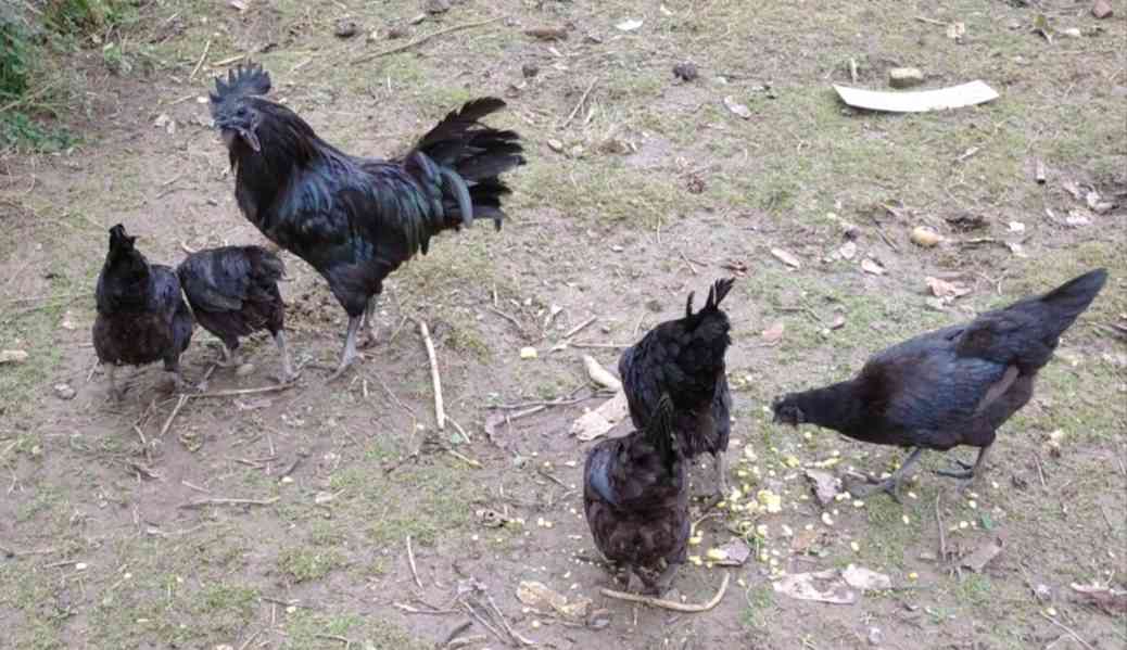Ayam cemani  - foto 2