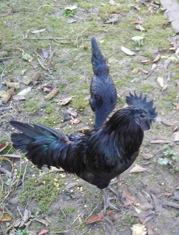 Ayam cemani  - foto 4