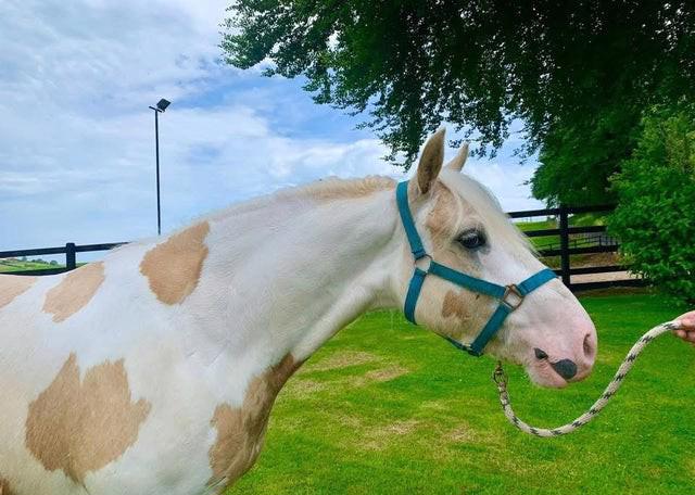 Citronová poleva s koňskými nudlemi - foto 3