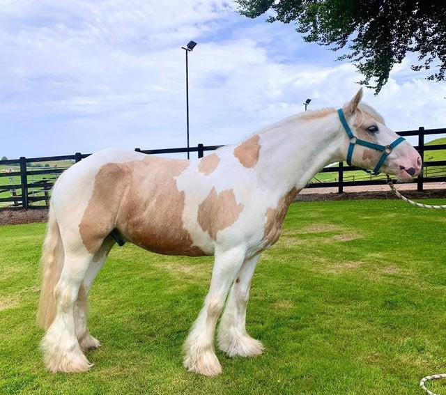 Citronová poleva s koňskými nudlemi - foto 2