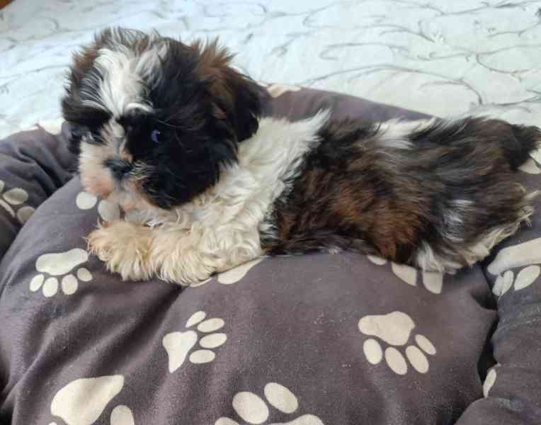 Shih-tzu - prodám štěňata bez pp - foto 1