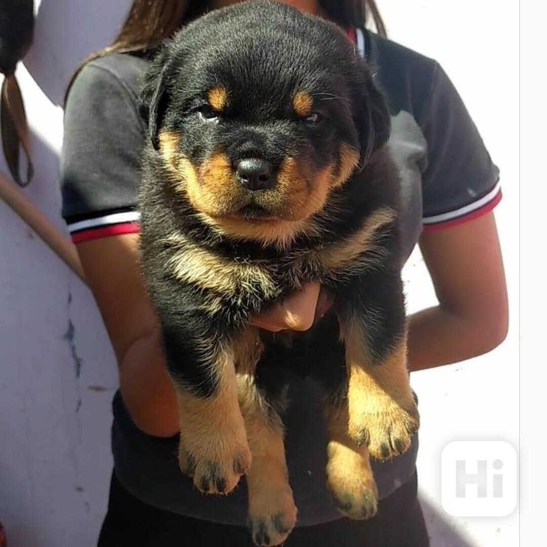 Štěňata rotvajlera hledají nový domov - foto 1