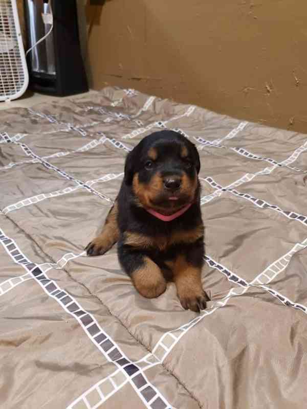Štěňata rotvajlera hledají nový domov - foto 2