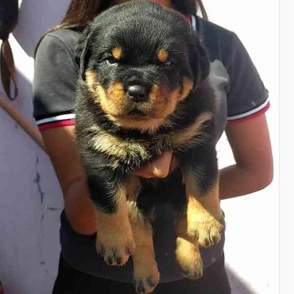 Štěňata rotvajlera hledají nový domov - foto 1