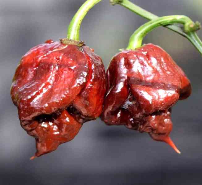 CHILLI CAROLINA REAPER CHOCOLATE - SEMENA - foto 1