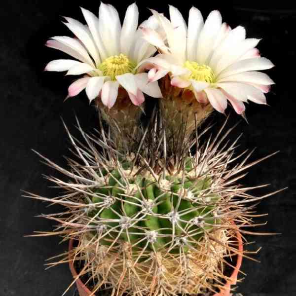 semena kaktus Acanthocalycium spiniflorum LB 364 - foto 1