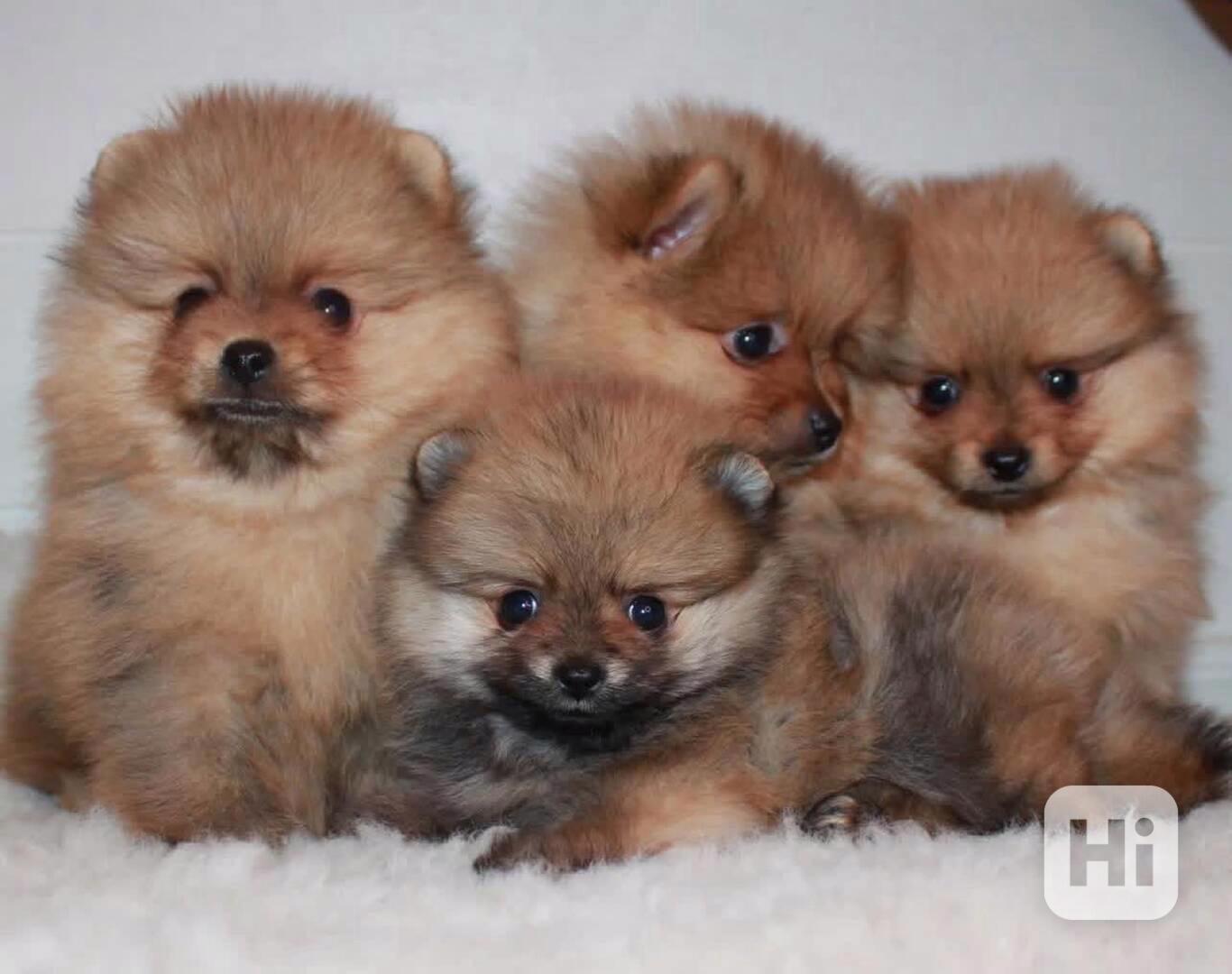 Prodej Pomořanského ovčáka, - foto 1