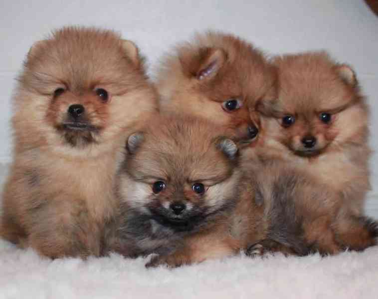 Prodej Pomořanského ovčáka, - foto 1