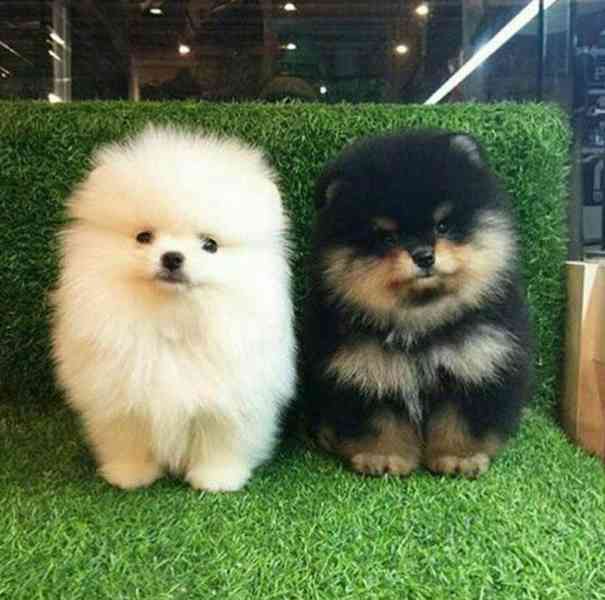 Prodej Pomořanského ovčáka, - foto 2