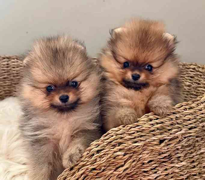 Prodej Pomořanského ovčáka, - foto 3