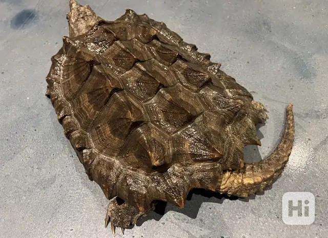 aligátor kanibal (Macrochelys temminckii) - foto 1