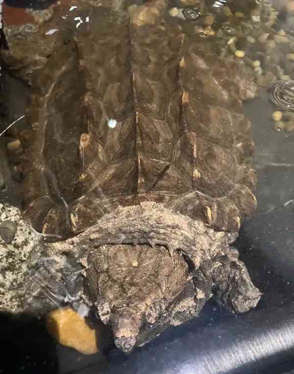 aligátor kanibal (Macrochelys temminckii) - foto 3