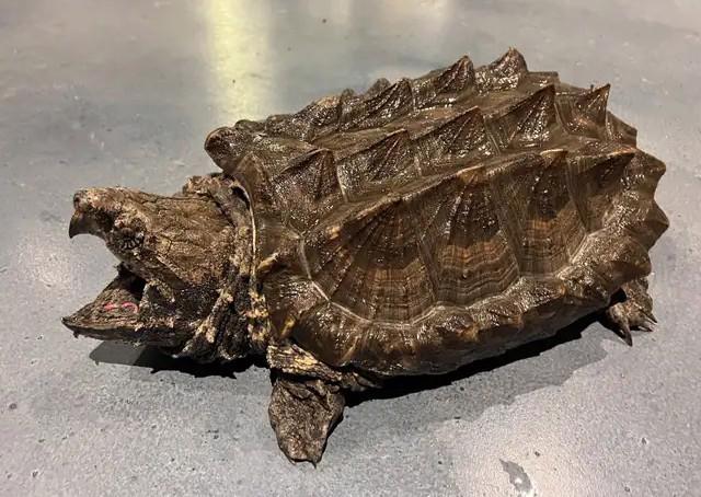 aligátor kanibal (Macrochelys temminckii) - foto 4