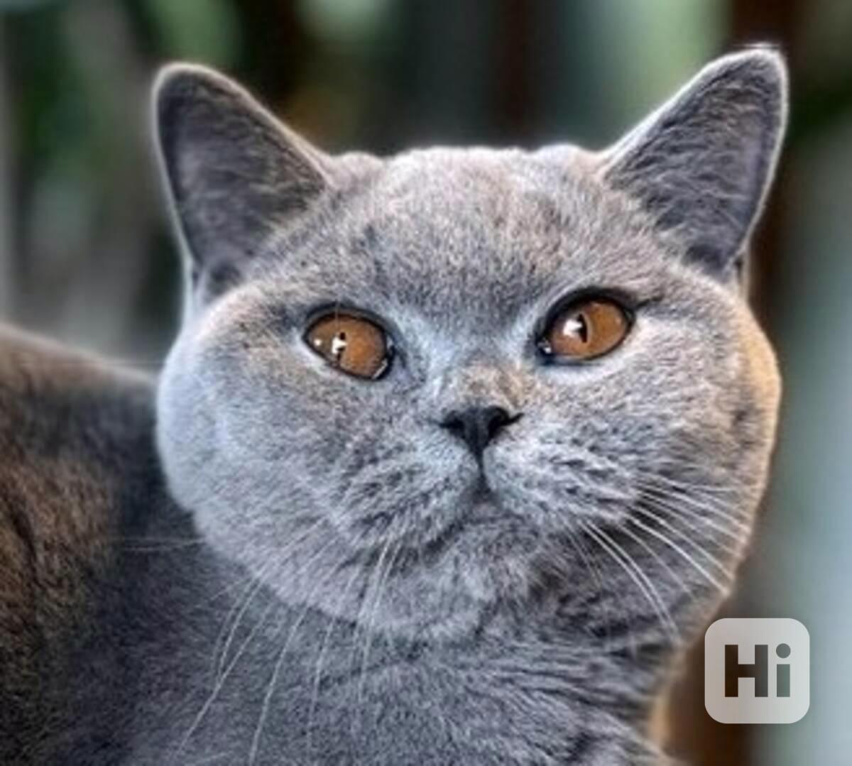 Britská modrá kočička s PP (FIFe) - foto 1