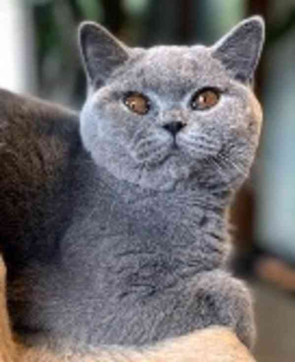 Britská modrá kočička s PP (FIFe) - foto 2