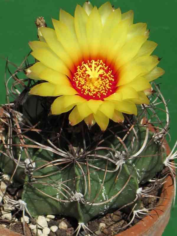 kaktus Astrophytum capricorne hrubé trny