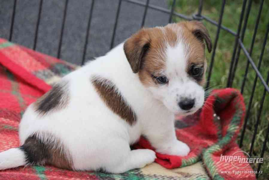 Jack Russell terier s PP - foto 1