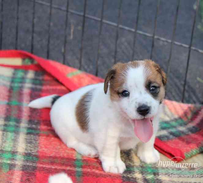 Jack Russell terier s PP - foto 2