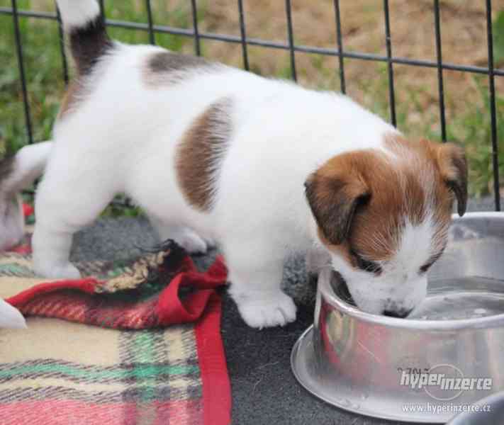 Jack Russell terier s PP - foto 4