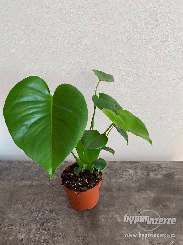 Monstera Deliciosa Mal - bazar - Hyperinzerce.cz