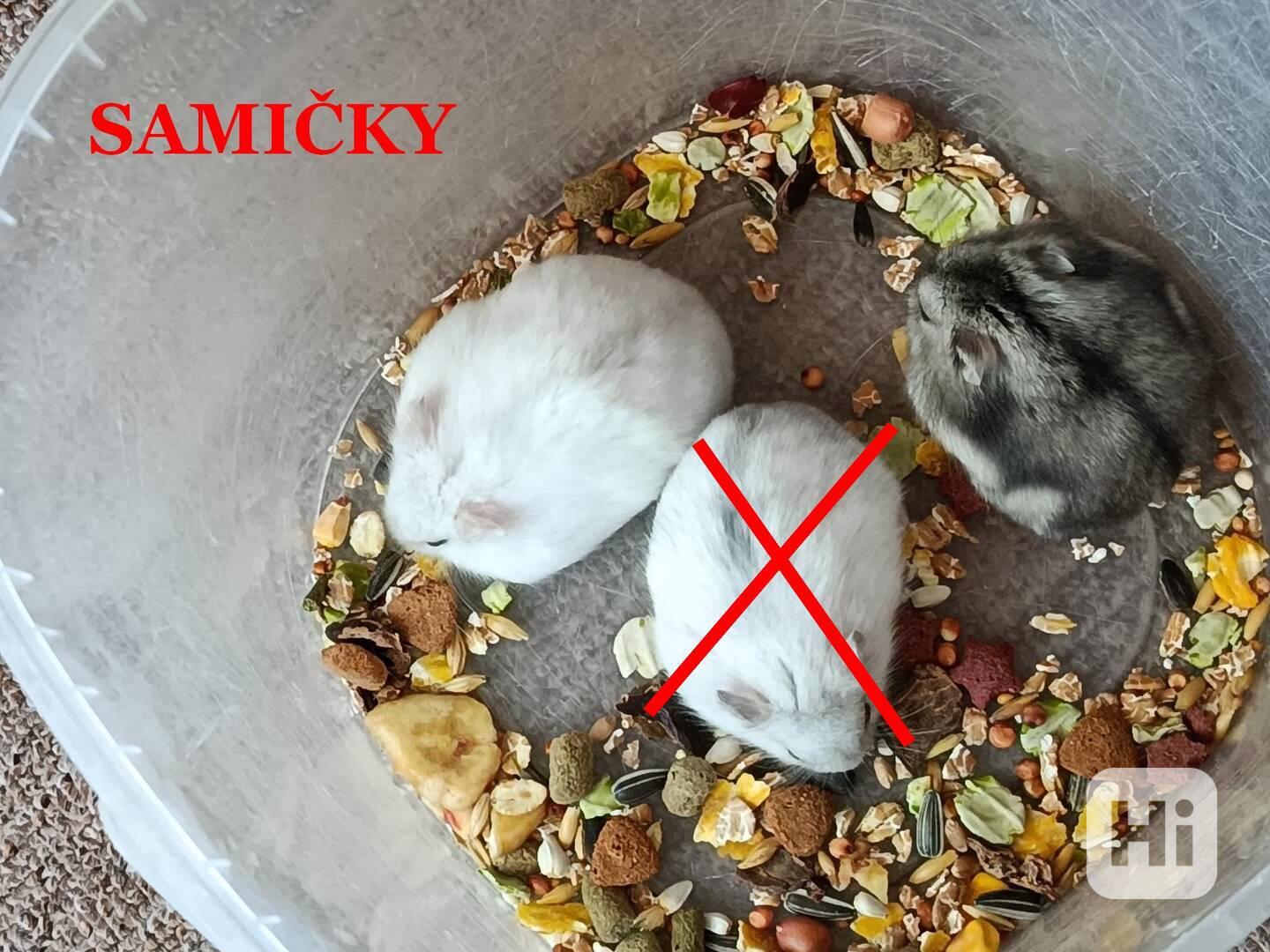 Křečík džungarský - foto 1