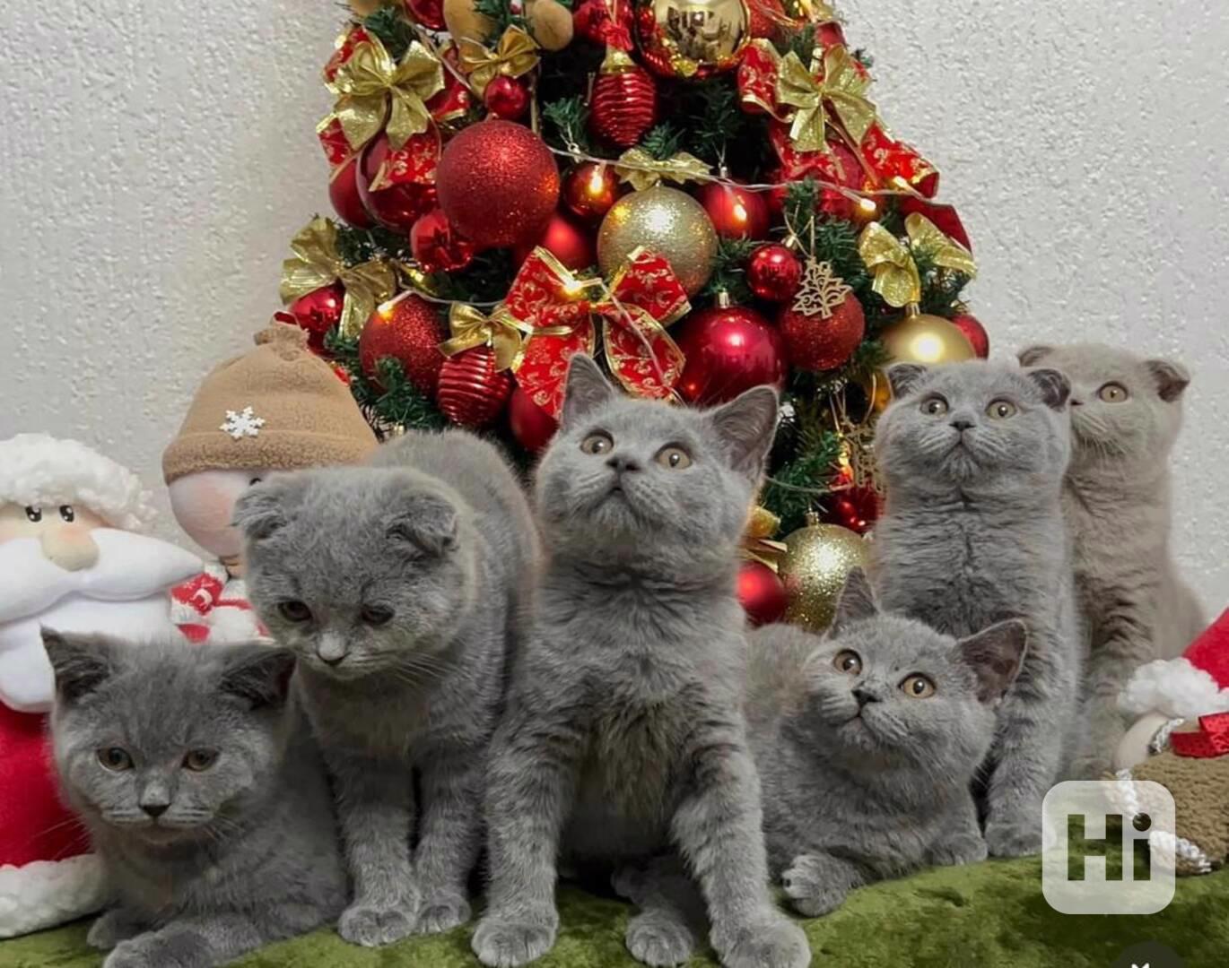 Čistokrevná ruská modrá koťátka - foto 1