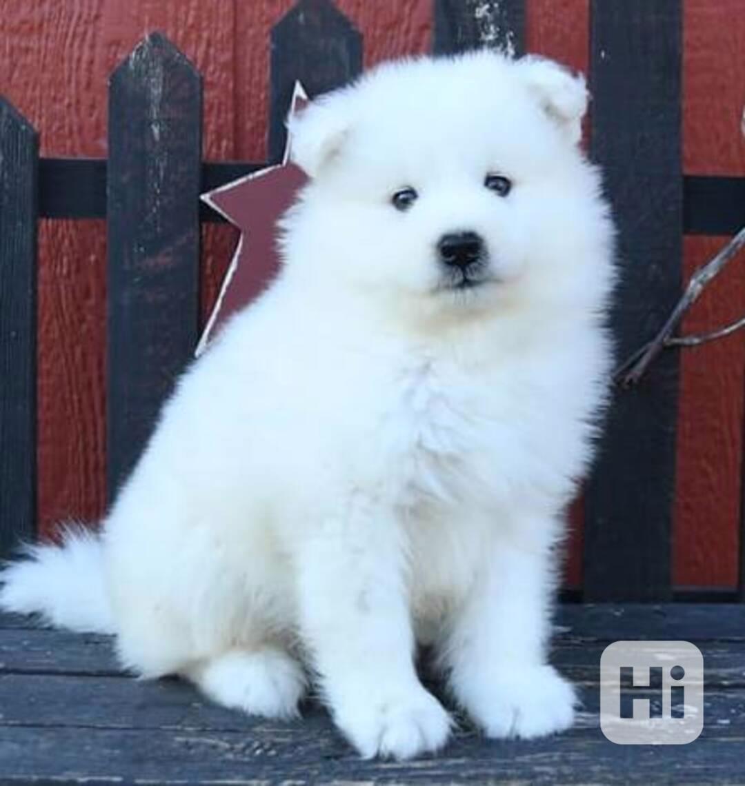 štěňata samojeda - foto 1