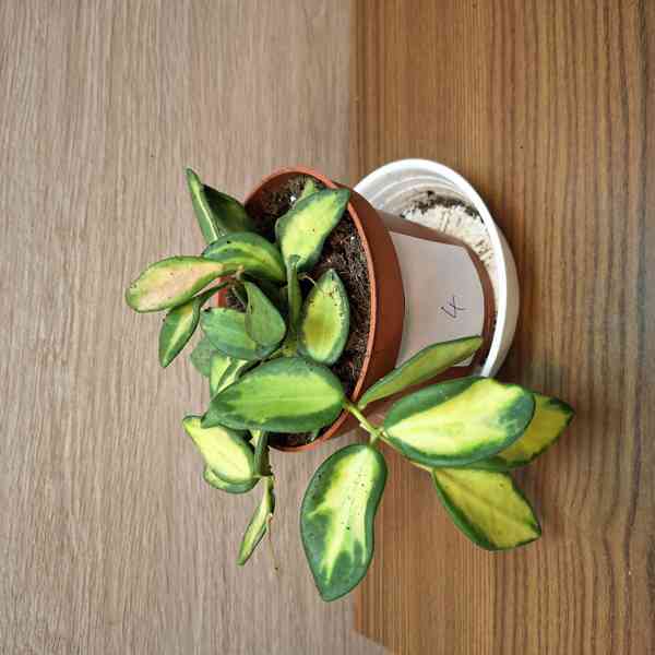Hoya Burtoniae Variegata - foto 4