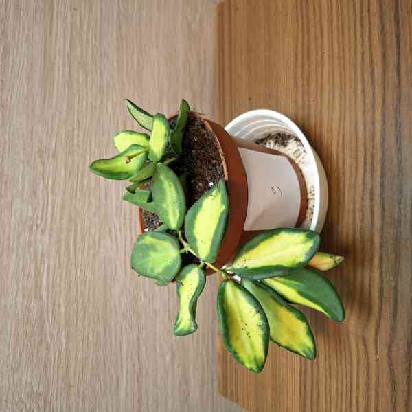 Hoya Burtoniae Variegata - foto 3